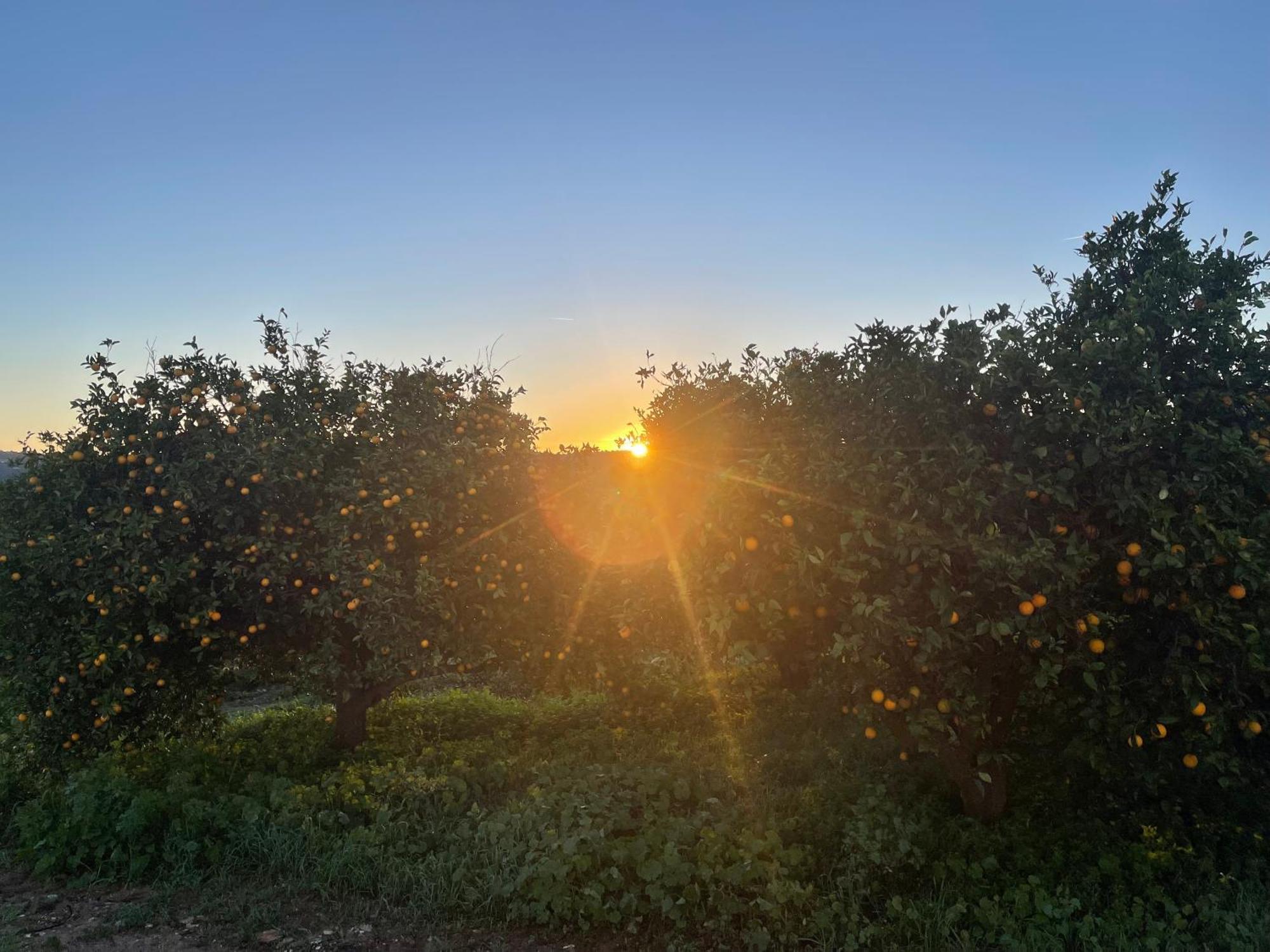 Orange Grove Residence Silves Bagian luar foto