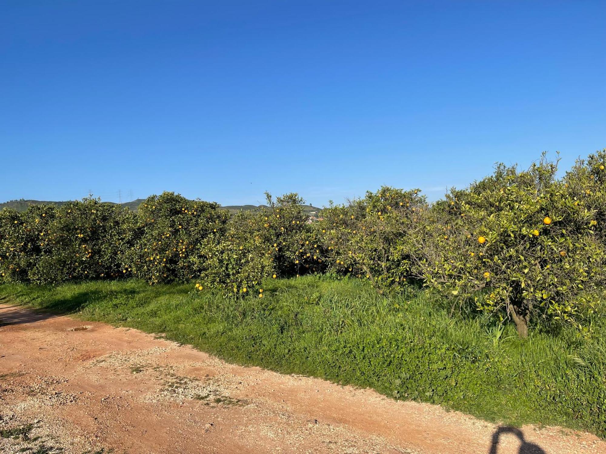 Orange Grove Residence Silves Bagian luar foto