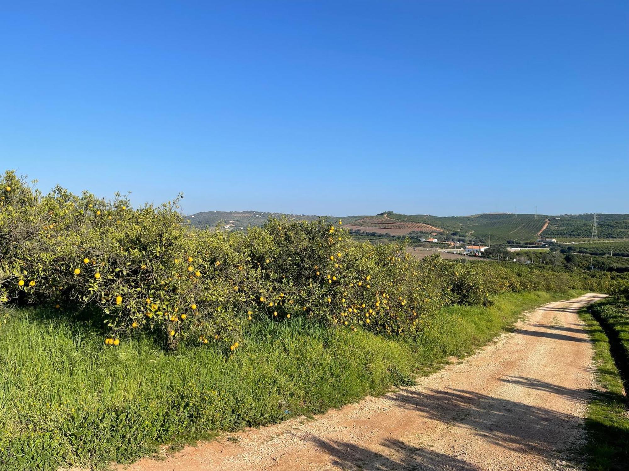 Orange Grove Residence Silves Bagian luar foto