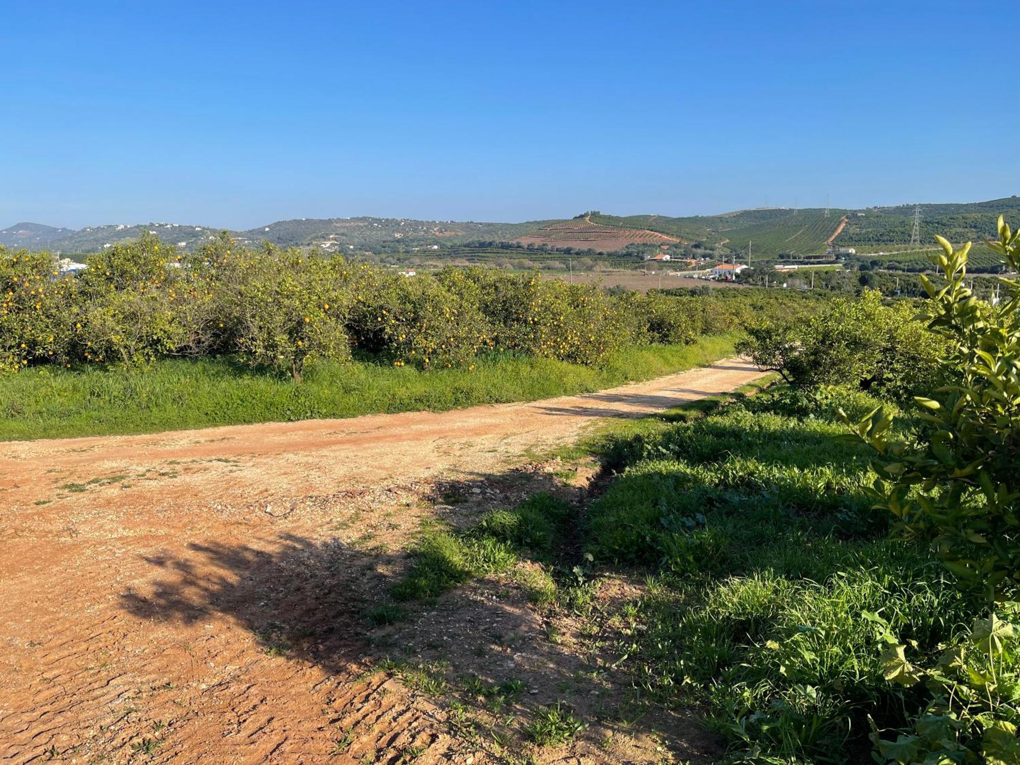 Orange Grove Residence Silves Bagian luar foto