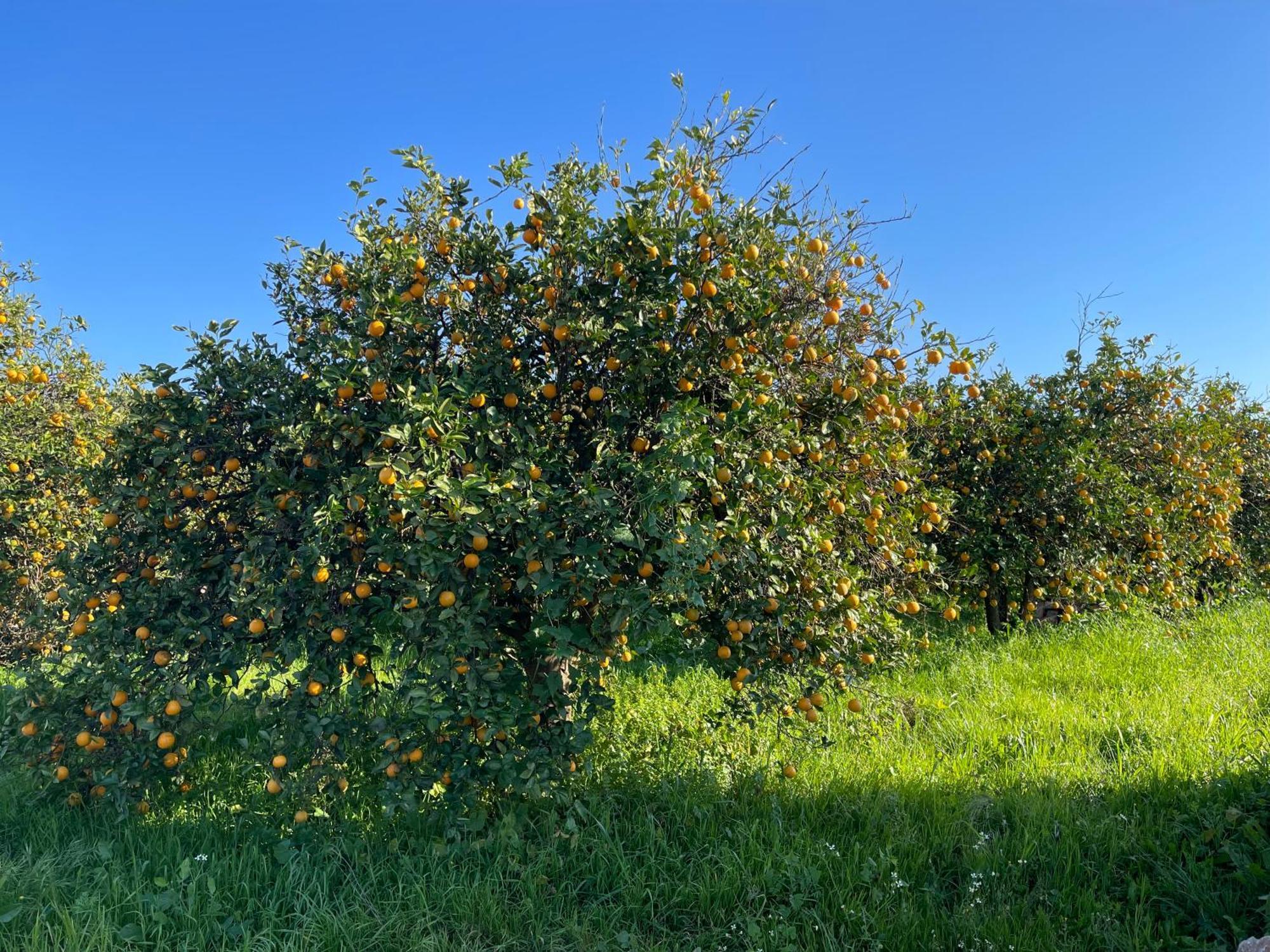 Orange Grove Residence Silves Bagian luar foto