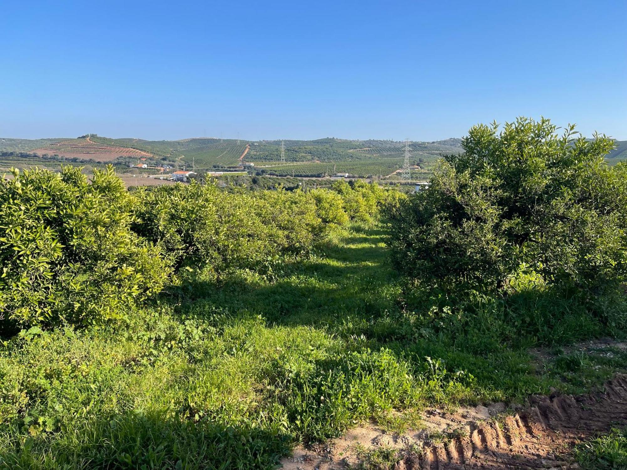 Orange Grove Residence Silves Bagian luar foto