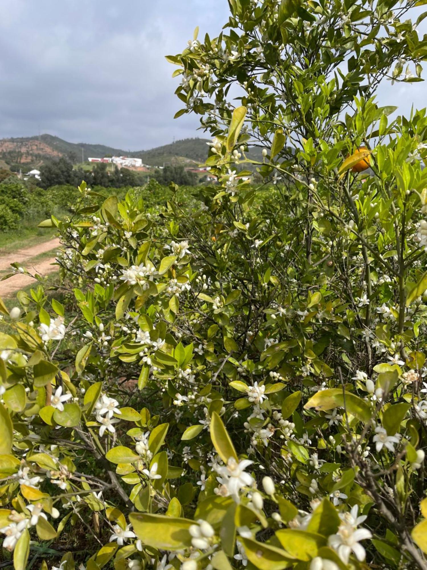 Orange Grove Residence Silves Bagian luar foto